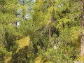 IMG_0087