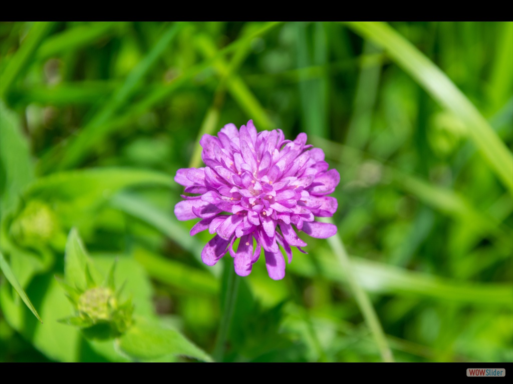 DSC_0081_1